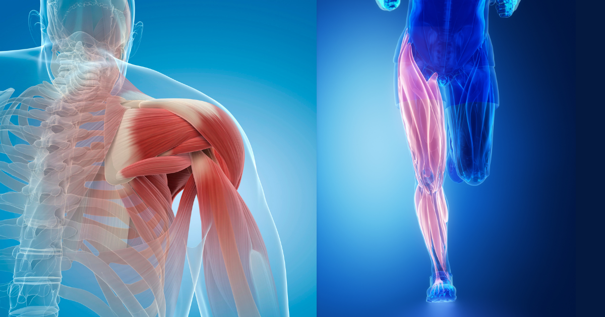 Mechanism of Muscle Building