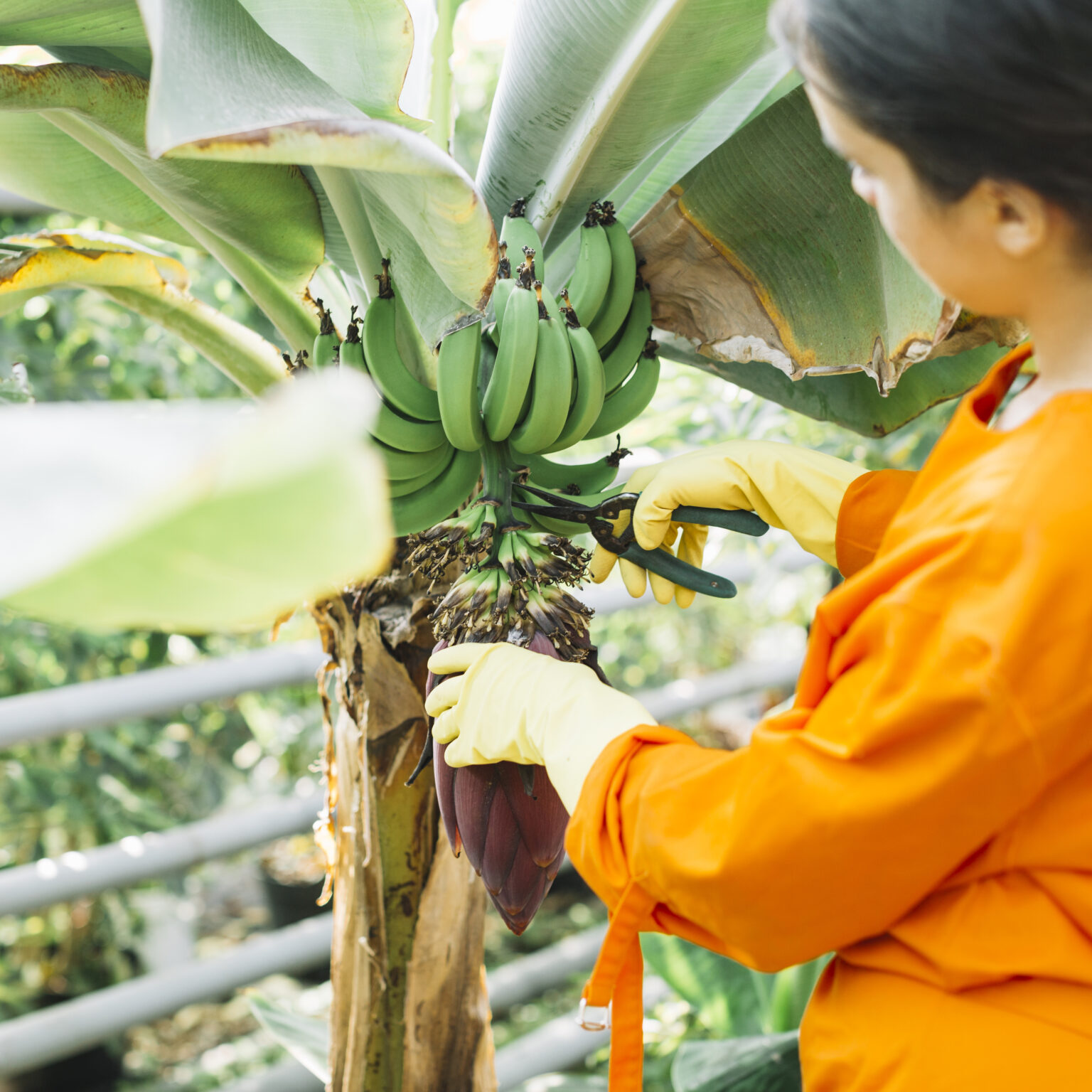 banana stem