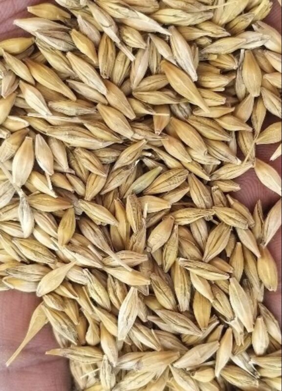 Whole grains